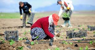 AGRİ PRODUCE