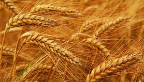 UPDATE:  Russia and Turkey raise hopes of grain export corridor from Ukraine