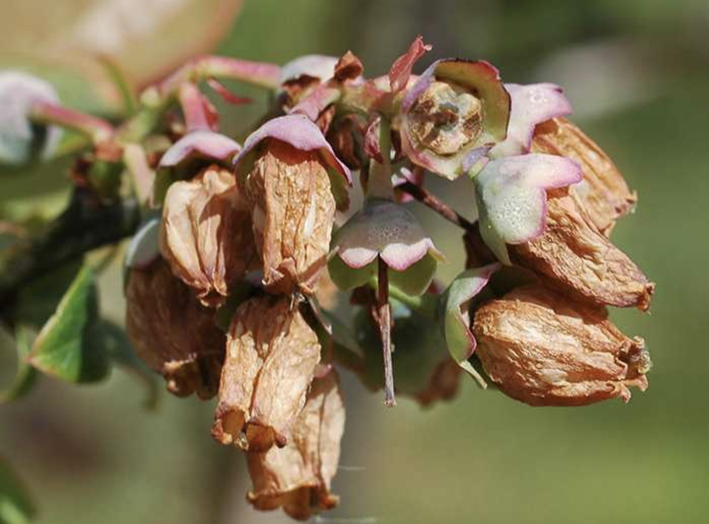 A Bitter Winter: How Turkey’s Worst Frost in History Shattered Its Crops