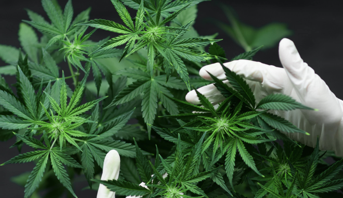 Medical Cannabis